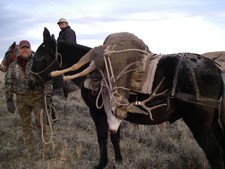 Packing out a nice mule deer.